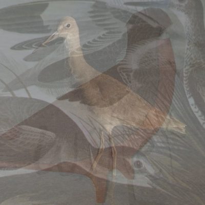 I love you, and I want you to be my bird.